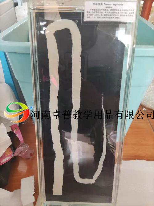 寄生蟲大體標(biāo)本 河南卓普教學(xué)用品如何賦能醫(yī)學(xué)教學(xué)演示